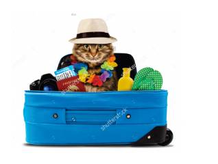 Better Pet Vets Northern Beaches - Lawyer Find 0