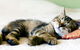 Better Pet Vets Northern Beaches - thumb 4