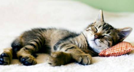 Better Pet Vets Northern Beaches - Lawyer Find 4