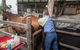Stabler & Howlett Veterinary Surgeons - thumb 8
