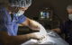 Stabler & Howlett Veterinary Surgeons - thumb 12
