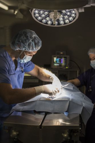 Stabler & Howlett Veterinary Surgeons - Click Find 12
