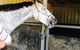 Penny Grov Equine Sports Body Worker & Laser Therapist - thumb 2