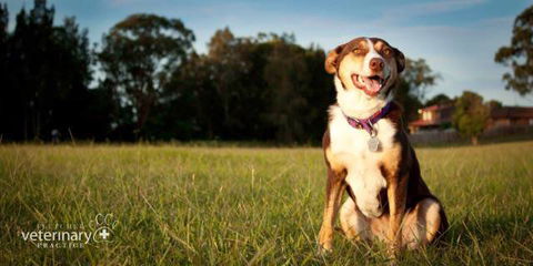 Fletcher Veterinary Practice - Click Find 0