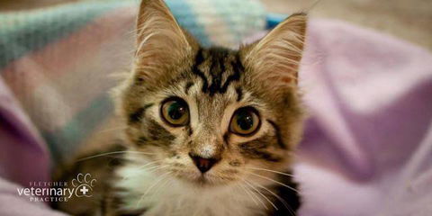 Fletcher Veterinary Practice - Click Find 2
