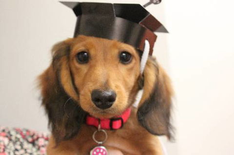 Fletcher Veterinary Practice - Click Find 3