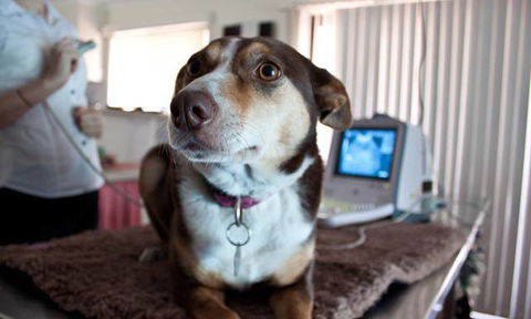 Fletcher Veterinary Practice - Click Find 4