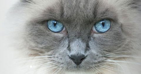 Edgeworth Veterinary Clinic - Click Find 2