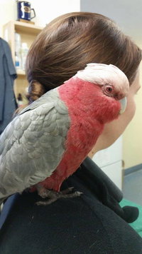 Salamander Bay Veterinary Clinic