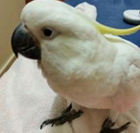 Mittagong Veterinary Hospital - Lavinia