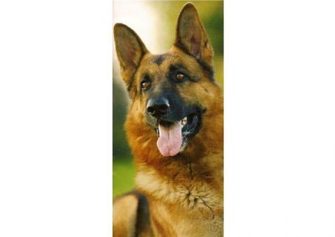 Sunshine Beach Veterinary Surgery - Bridge Guide 3