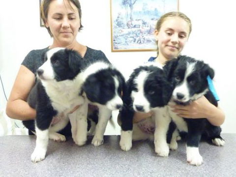 Cooroy Veterinary Surgery - Bridge Guide 2