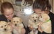 Sunshine Coast Vets - thumb 1