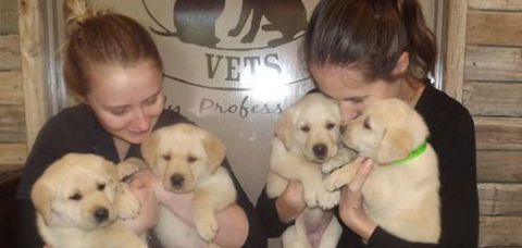 Sunshine Coast Vets - Lawyer Find 1
