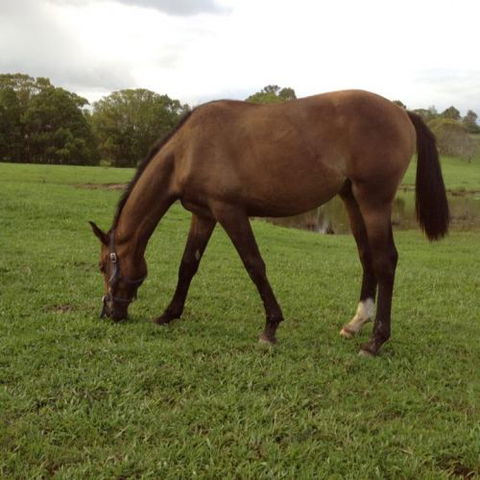 Eumundi Vet - Click Find 3