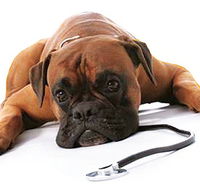 Great Lakes Veterinary Hospital - Bet 4u