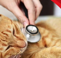4 Paws Veterinarians - Bridge Guide