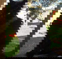 Russell Vale Animal Clinic - Bet 4u