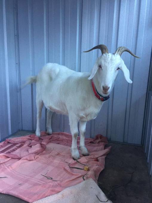 Austinmer NSW Click Find