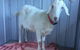 Austinmer Veterinary Hospital - thumb 0