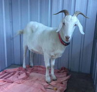 Austinmer Veterinary Hospital - Click Find