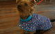 Austinmer Veterinary Hospital - thumb 1