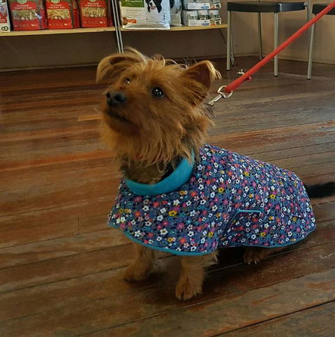 Austinmer Veterinary Hospital - Click Find 1