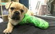 Austinmer Veterinary Hospital - thumb 2