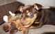 Austinmer Veterinary Hospital - thumb 3