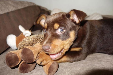 Austinmer Veterinary Hospital - Click Find 3