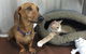 Austinmer Veterinary Hospital - thumb 4