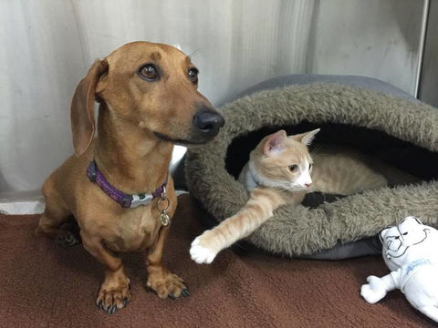 Austinmer Veterinary Hospital - Click Find 4