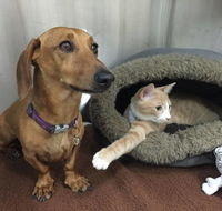 Helensburgh Veterinary Clinic - Click Find