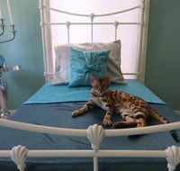 Cat Utopia Resort  SpaLuxury Cat Boarding - Click Find