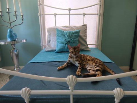 Cat Utopia Resort & Spa–Luxury Cat Boarding - Click Find 0