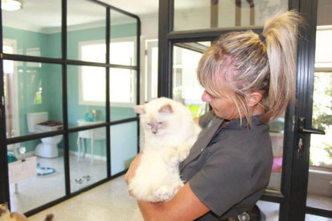 Cat Utopia Resort & Spa–Luxury Cat Boarding - Click Find 1