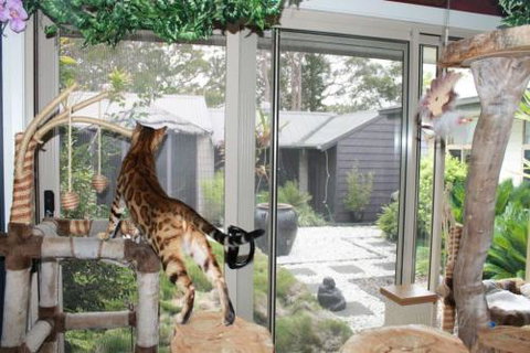 Cat Utopia Resort & Spa–Luxury Cat Boarding - Click Find 2