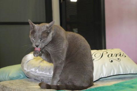 Cat Utopia Resort & Spa–Luxury Cat Boarding - Click Find 3