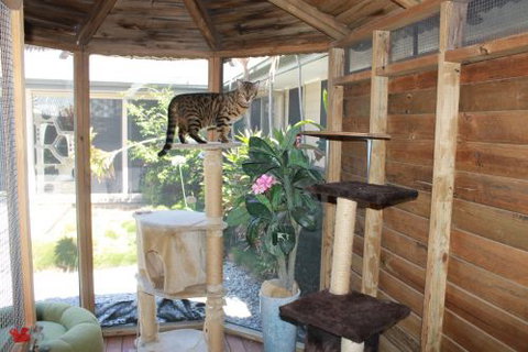 Cat Utopia Resort & Spa–Luxury Cat Boarding - Click Find 4