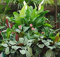 Total Gardens - Click Find