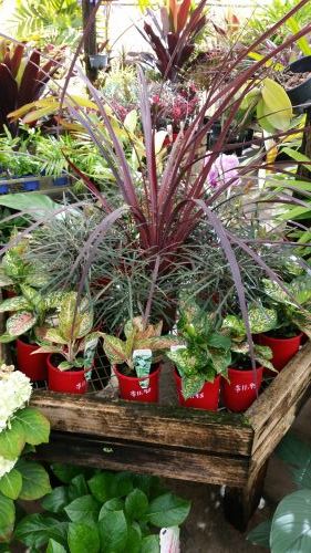 Annie’s Nursery Bucasia - Click Find 1