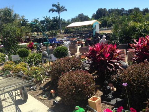 Annie’s Nursery Bucasia - Click Find 2