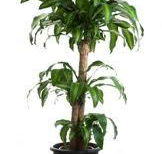 Greenthemes - Click Find