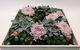 Alstonville Florist - thumb 3