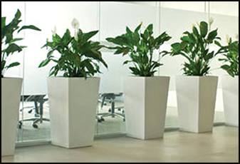 Living Green Indoor Plant Hire - DBD 0