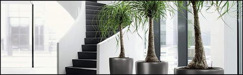 Living Green Indoor Plant Hire - DBD 1