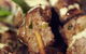 Amanda Douglass Catering - thumb 3