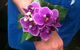 Flax Flower Coolum - thumb 3
