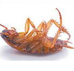 Bushland Beach Pest Control - Bet 4u