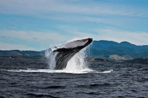 Jetty Dive Centre Coffs Harbour - Click Find 1